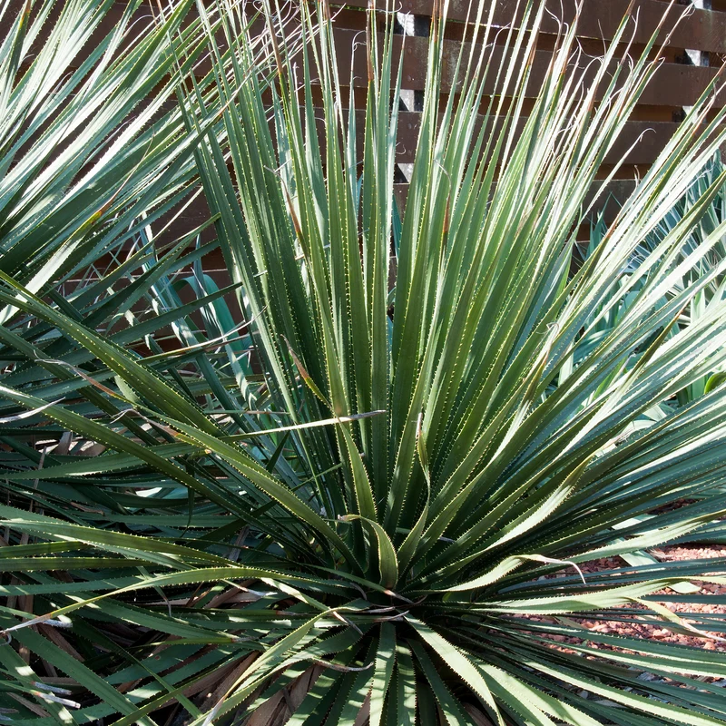 Dasylirion wheeleri