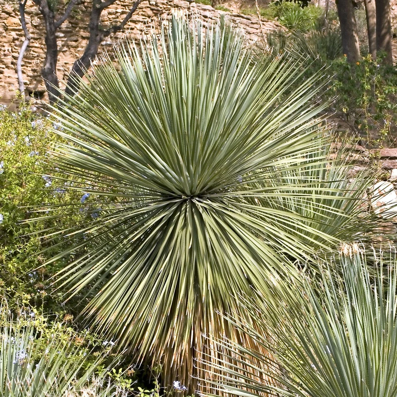 Dasylirion wheeleri