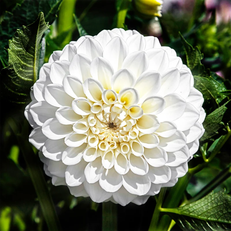 3 Dahlias Boom Boom White