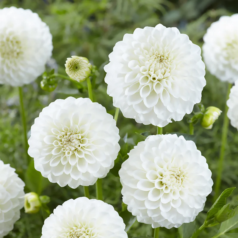 3 Dahlias Boom Boom White