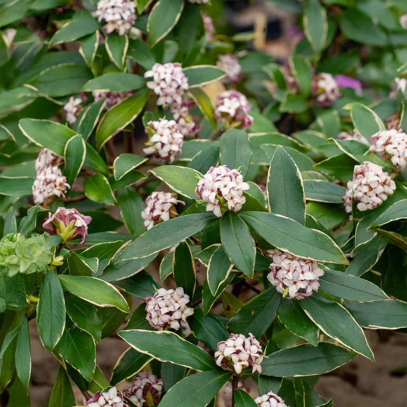 Daphne Aureomarginata