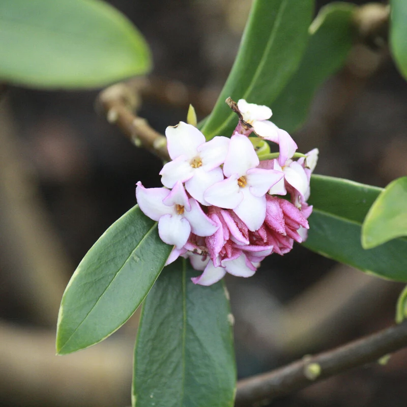 Daphne Aureomarginata