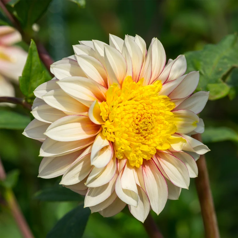 Dahlia Polka
