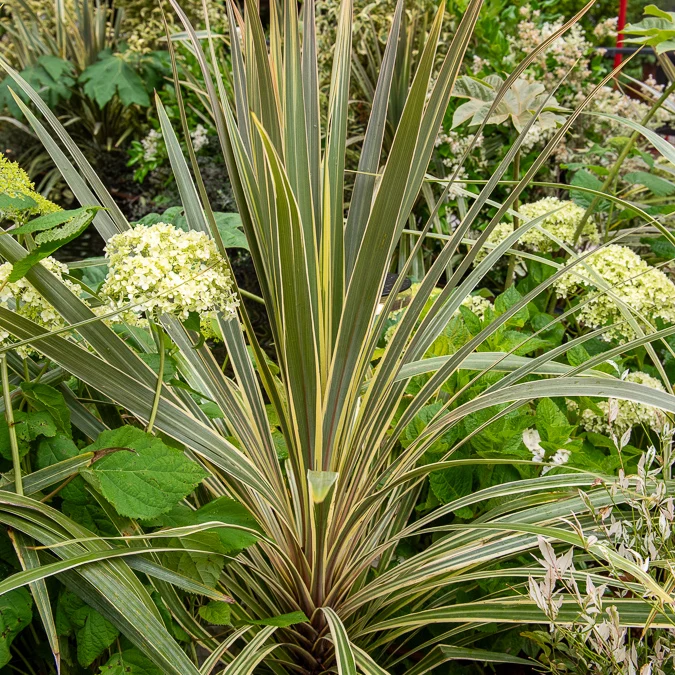 Cordyline australis Torbay Dazzler®