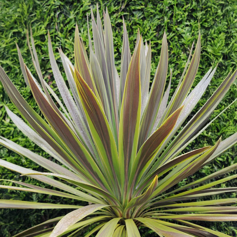 Cordyline australis Choc-Mint®