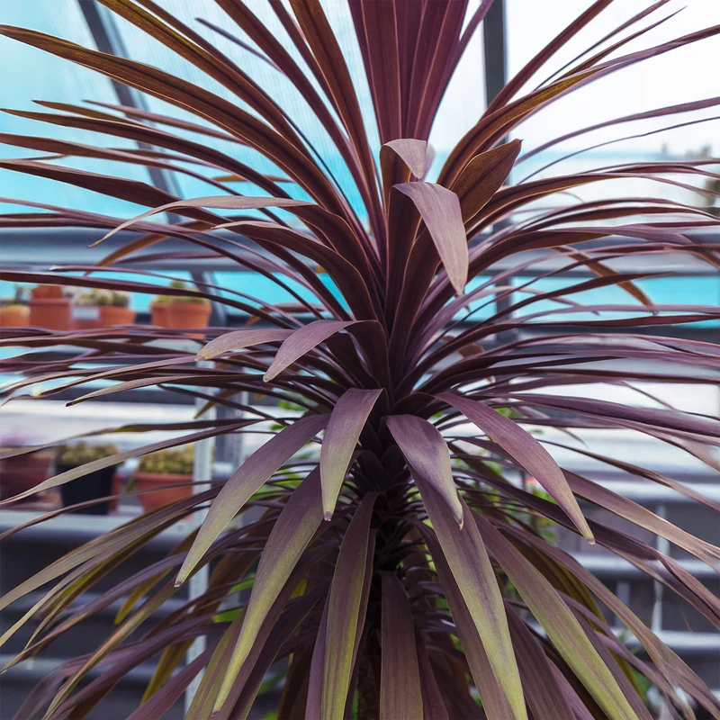 Cordyline australis Choc-Mint®