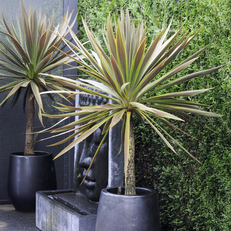 Cordyline australis Choc-Mint®