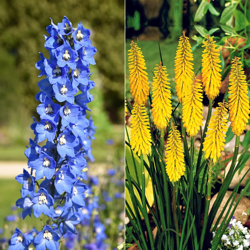 Collection de 8 delphiniums et tritomas