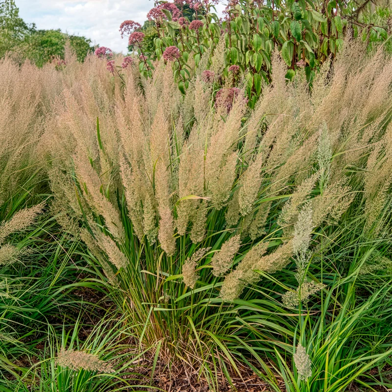 Herbe aux diamants