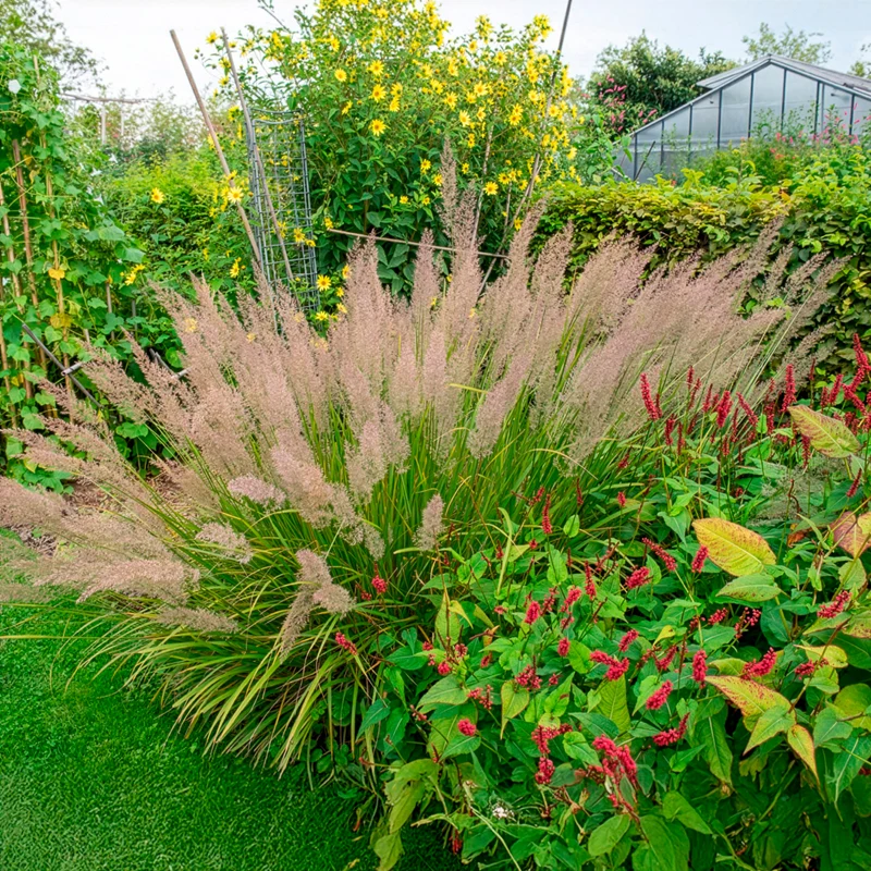 Herbe aux diamants