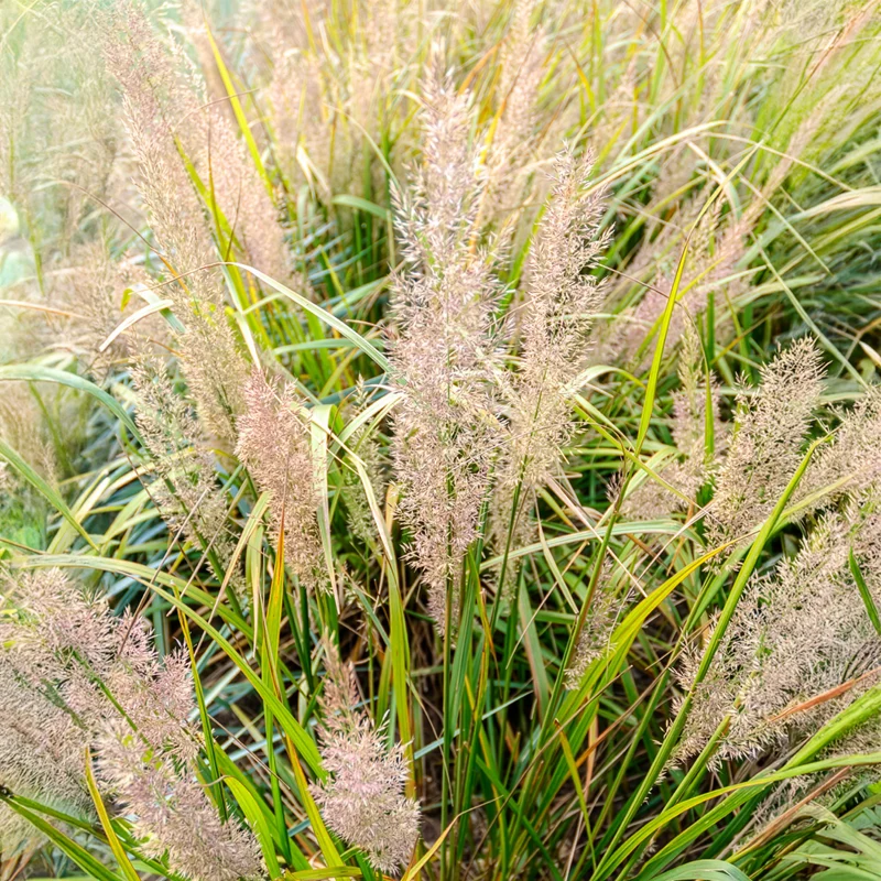 Herbe aux diamants