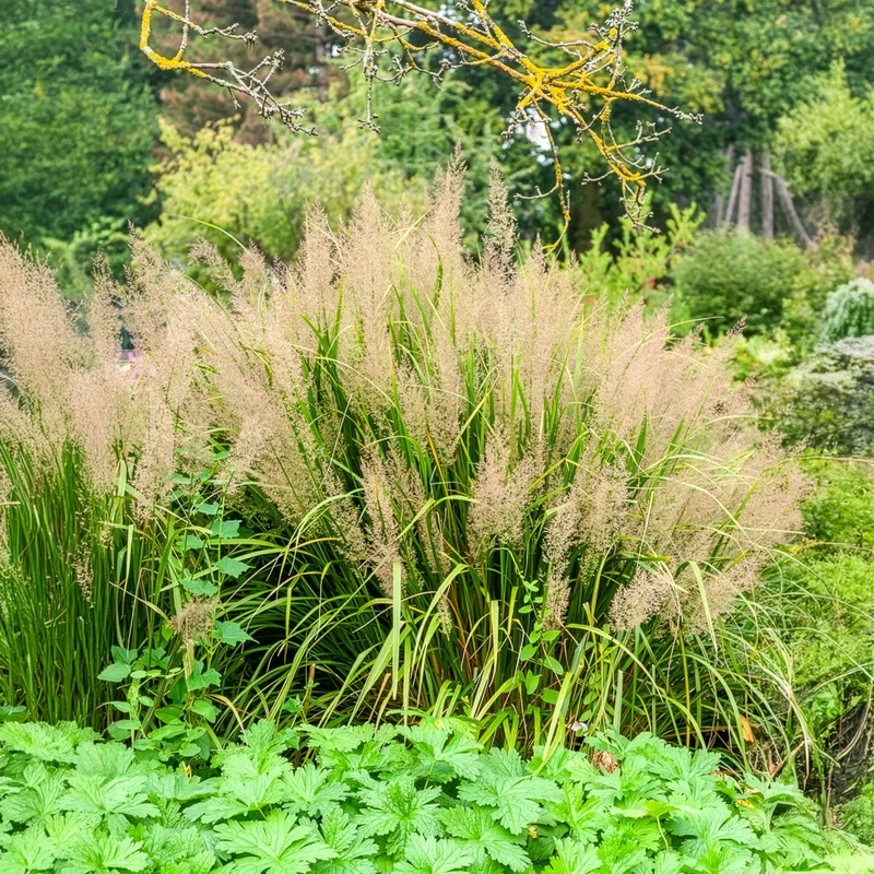 Herbe aux diamants