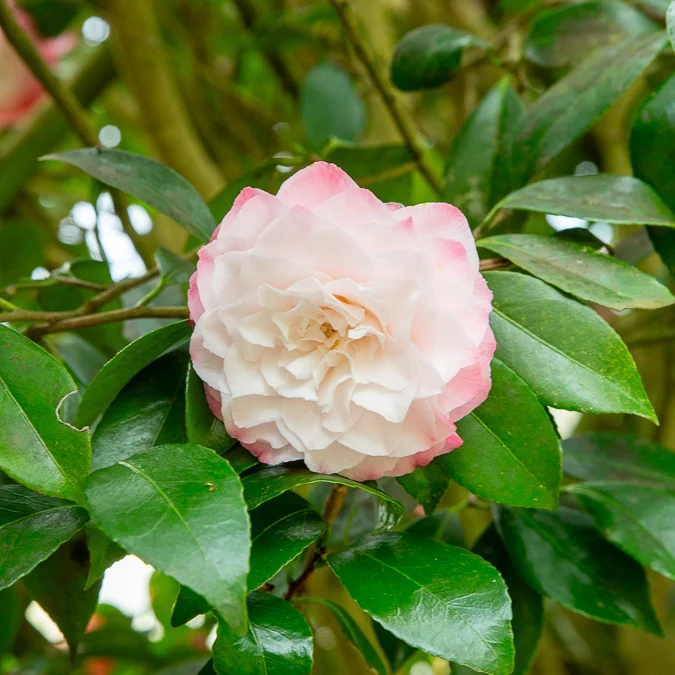 Camélia du Japon Nuccio's Pearl