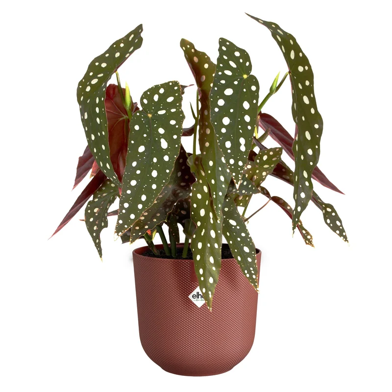 Cache pot Jazz rond Terracotta ELHO