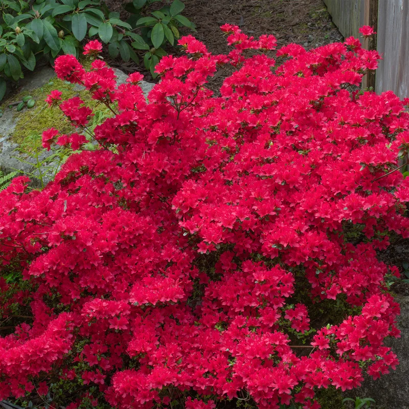 Azalée du Japon Hino Crimson