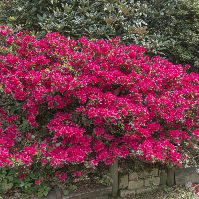 Azalée du Japon Hino Crimson