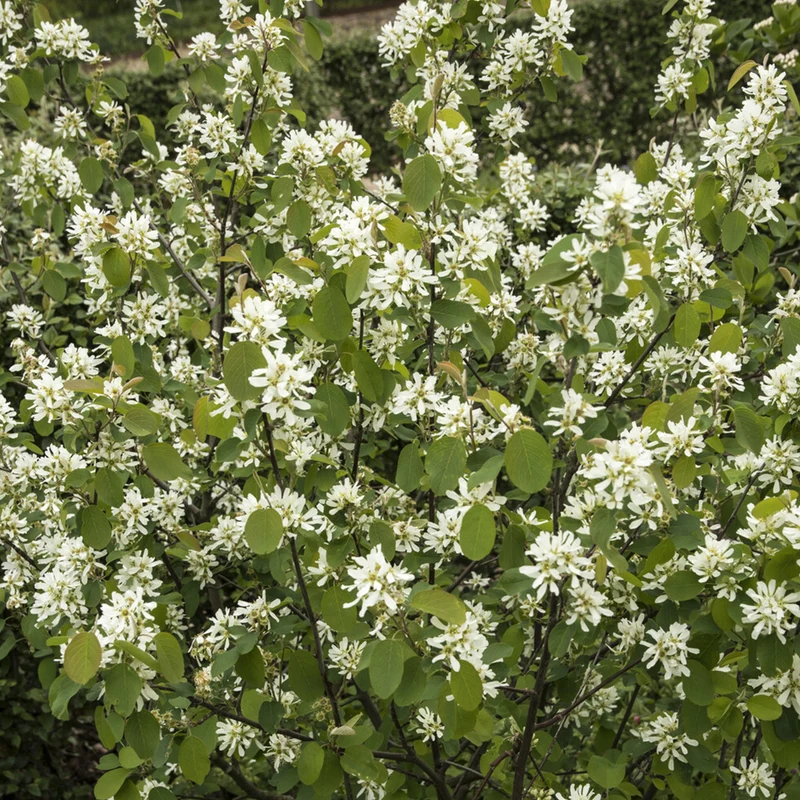 Amélanchier des Bois