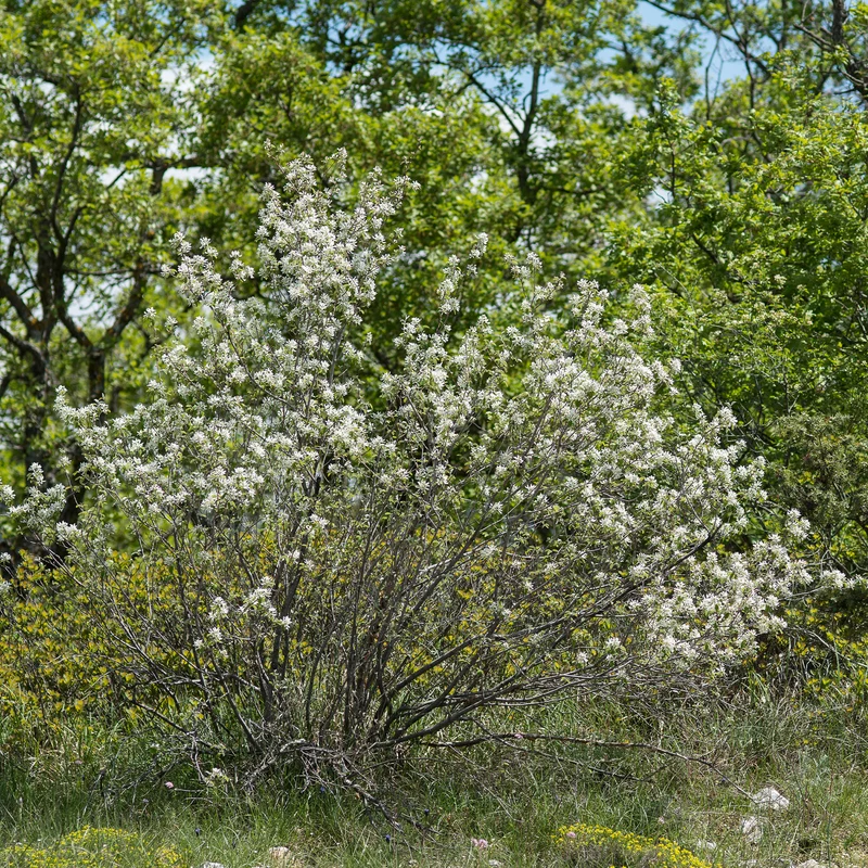 Amélanchier des Bois