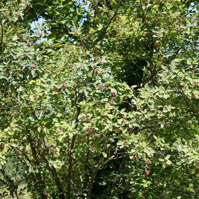 Amélanchier des Bois