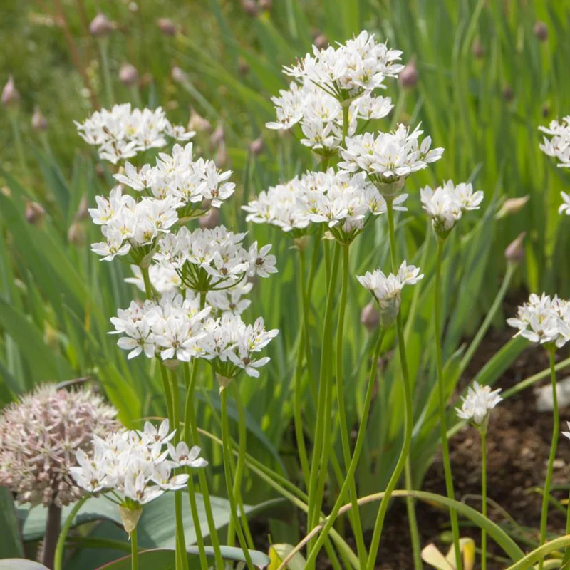 50 Alliums d'ornement de Naples