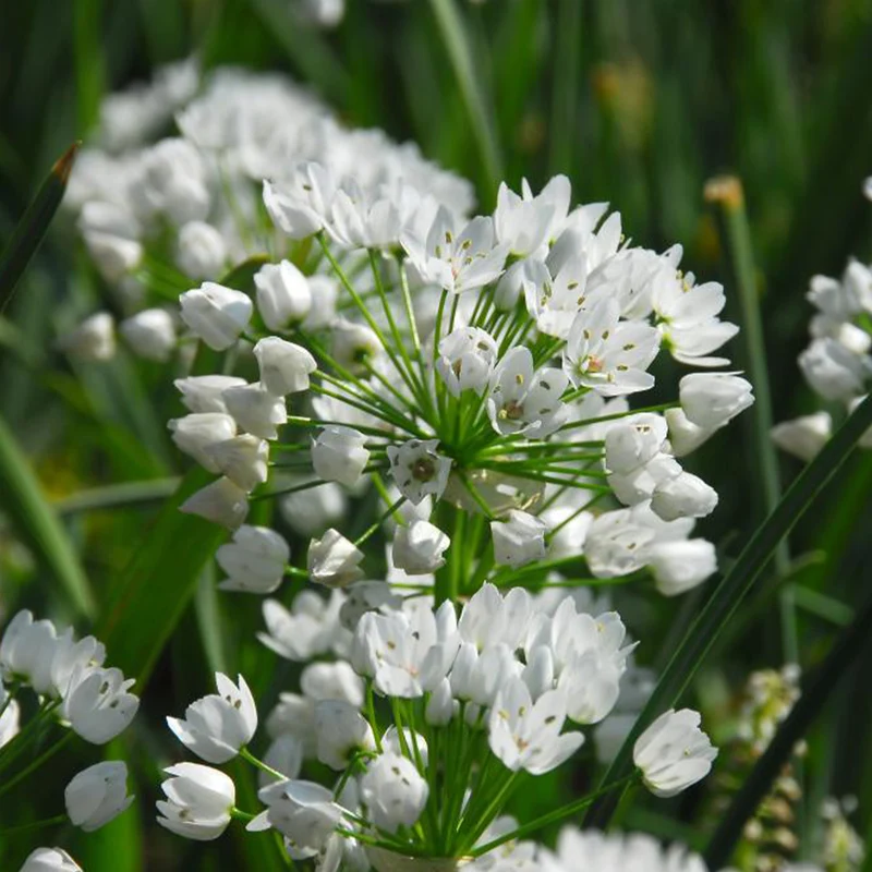 50 Alliums d'ornement de Naples