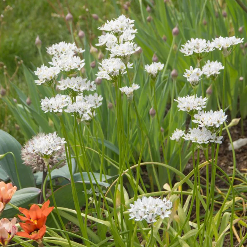 50 Alliums d'ornement de Naples