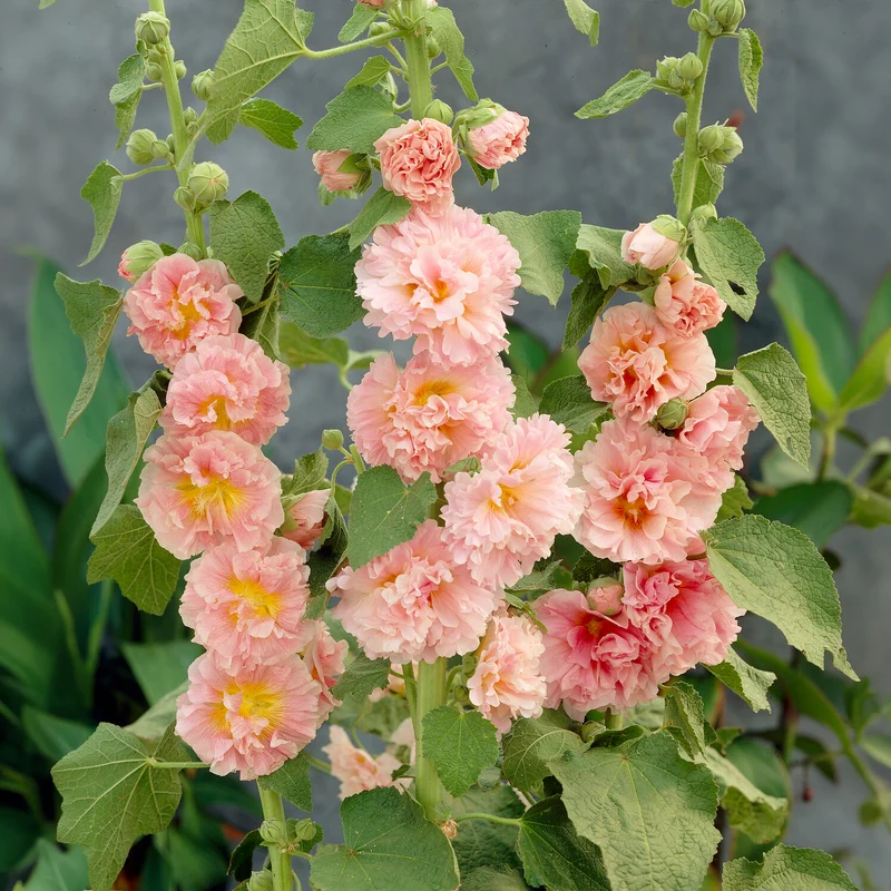 Rose trémière Chaters Double Apricot