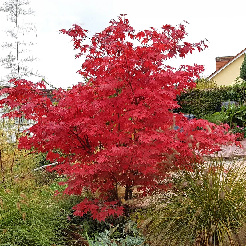 Erable du Japon Osakazuki