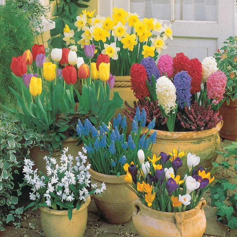 Collection de 75 Bulbes pour terrasse et jardin