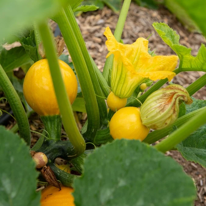 Courgette Sun Ball F1