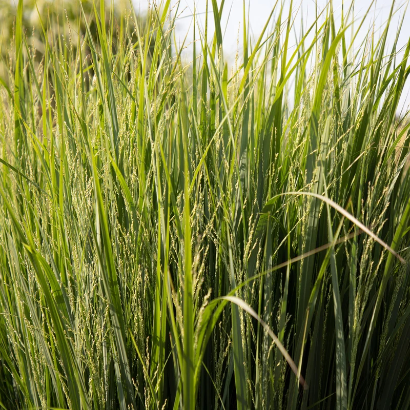 Panic érigé Northwind