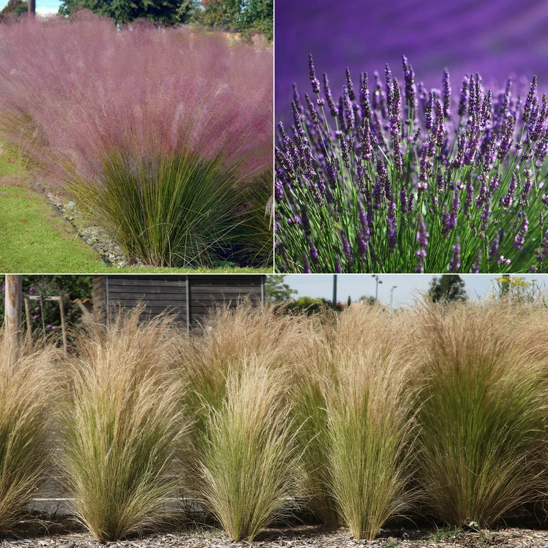 Collection de 6 plantes vivaces pour extérieur moderne