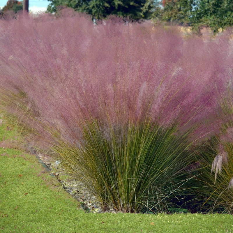 Collection de 6 plantes vivaces pour extérieur moderne