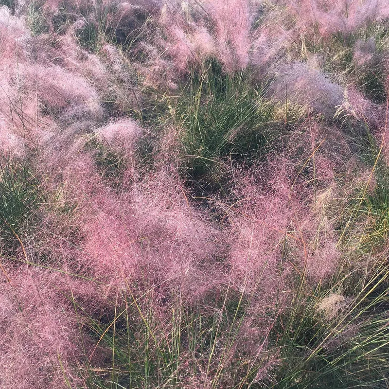 Collection de 6 plantes vivaces pour extérieur moderne