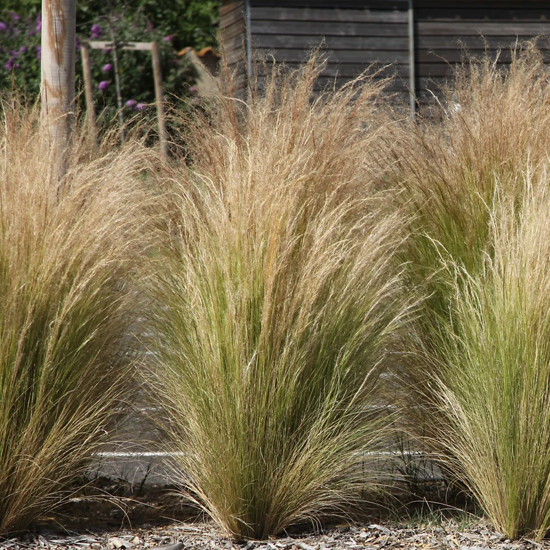 Collection de 6 plantes vivaces pour extérieur moderne
