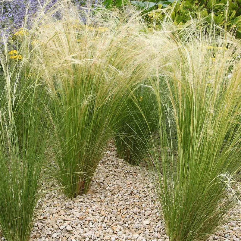 Collection de 6 plantes vivaces pour extérieur moderne