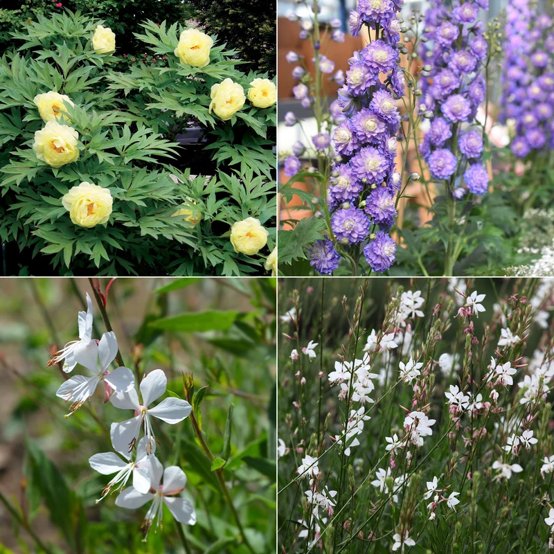 Collection de 4 plantes vivaces aux couleurs tendres