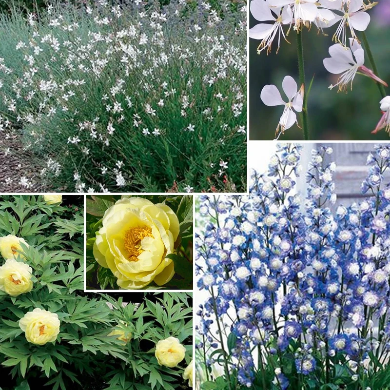 Collection de 4 plantes vivaces aux couleurs tendres