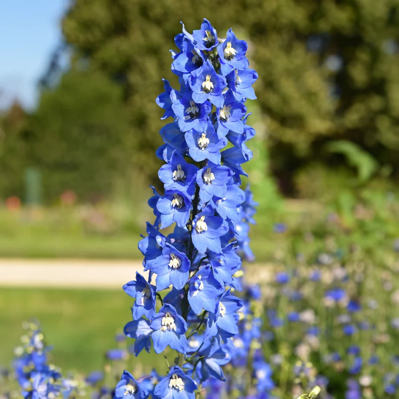 Collection de 11 plantes vivaces pour massifs champêtres