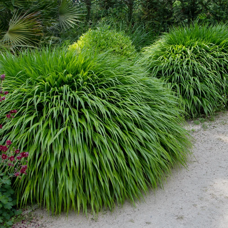 Herbe du Japon