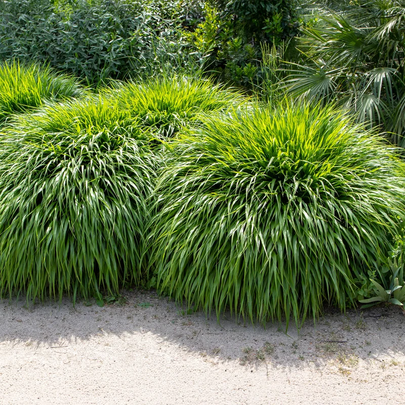 Herbe du Japon