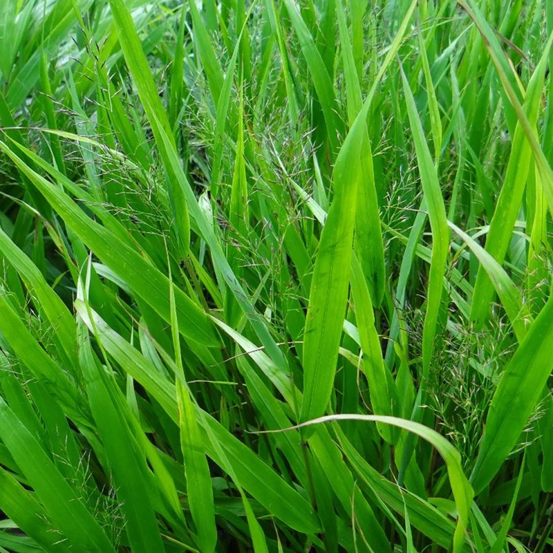 Herbe du Japon