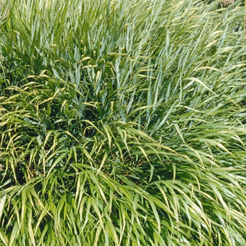 Herbe du Japon