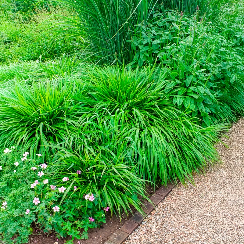 Herbe du Japon