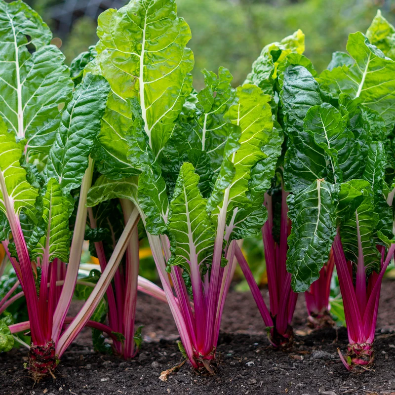 Poirée à carde rouge Rhubarb Chard