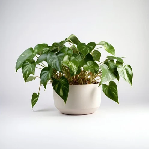 Philodendron Monstera scandens