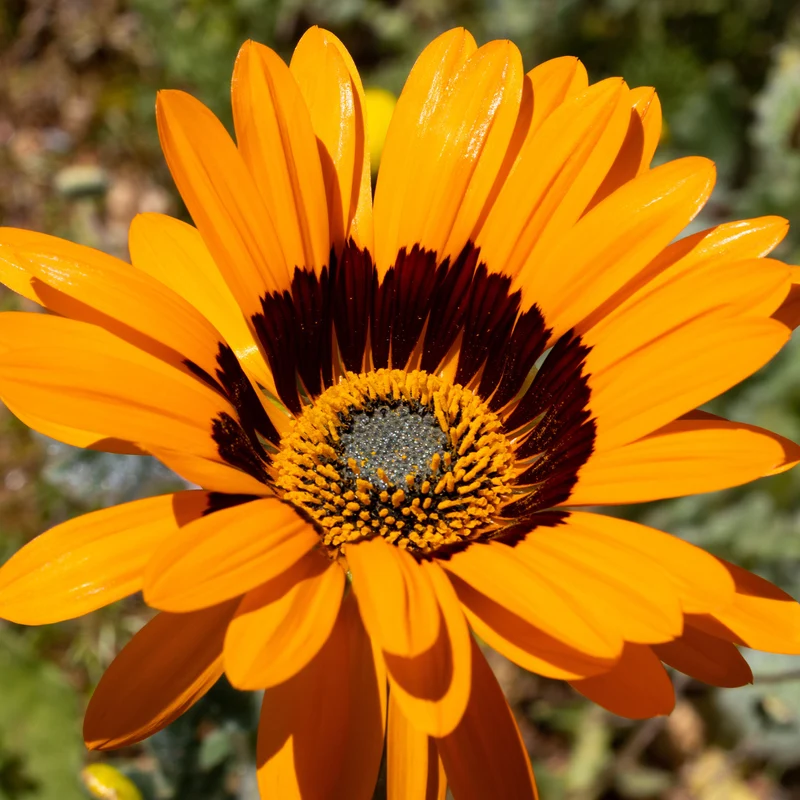 Arctotis fastueux Prince of Orange