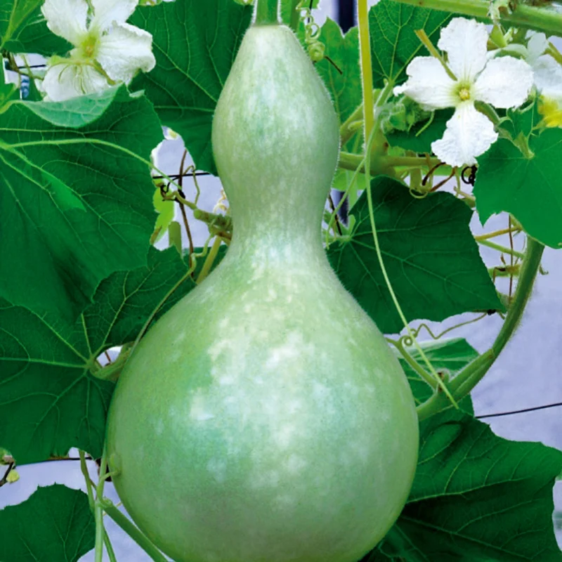 Calebasse - Gourde
