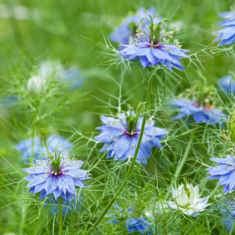 Nigelle de Damas Miss Jekyll Blue
