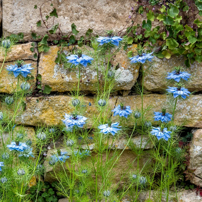 Nigelle de Damas Miss Jekyll Blue